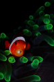 Nemo 
